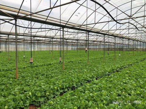 云南省出臺兩項管理辦法，強化初級農產品收購質量安全監管